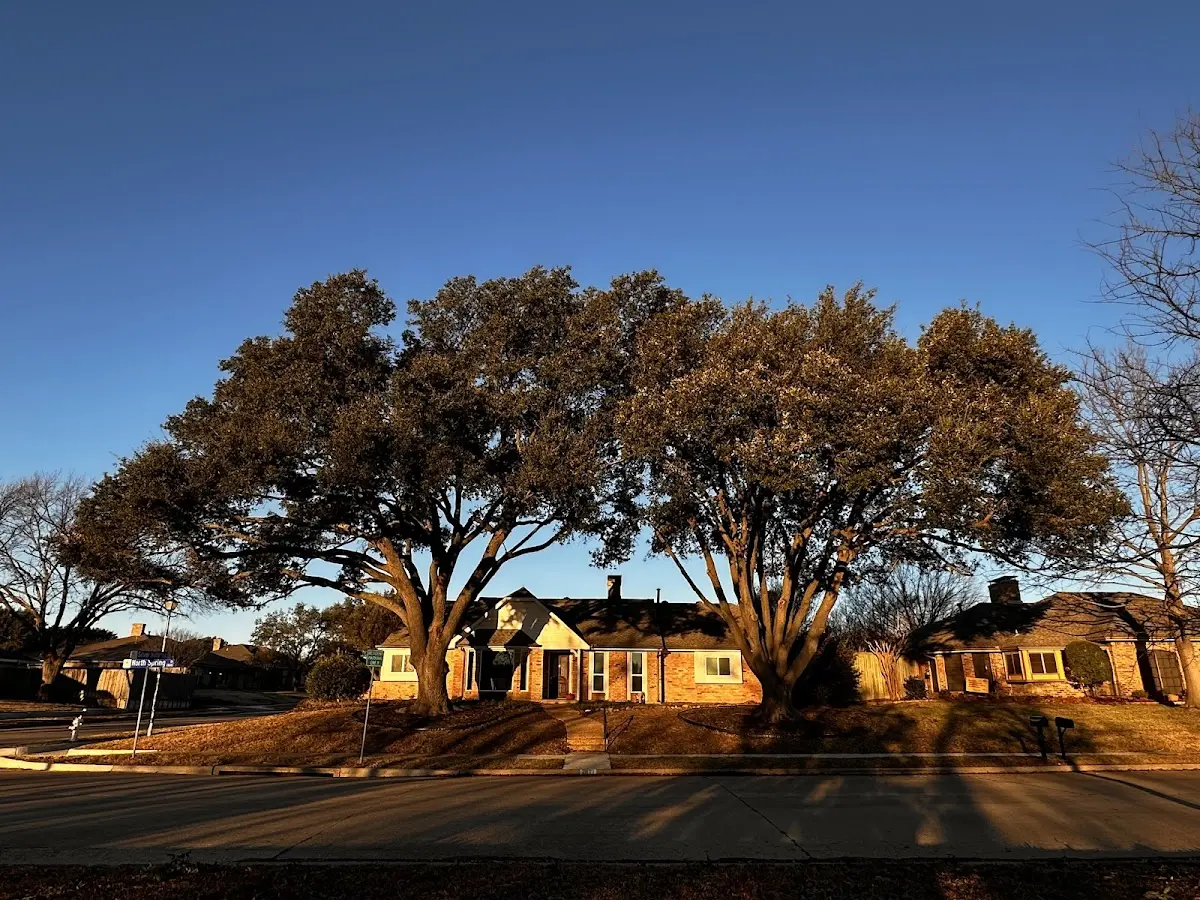Established residential canopy tree shading a home in Miltonvale